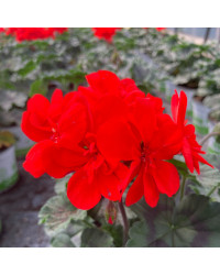 Geranium Zonal Americana Deep Red Fisrodark