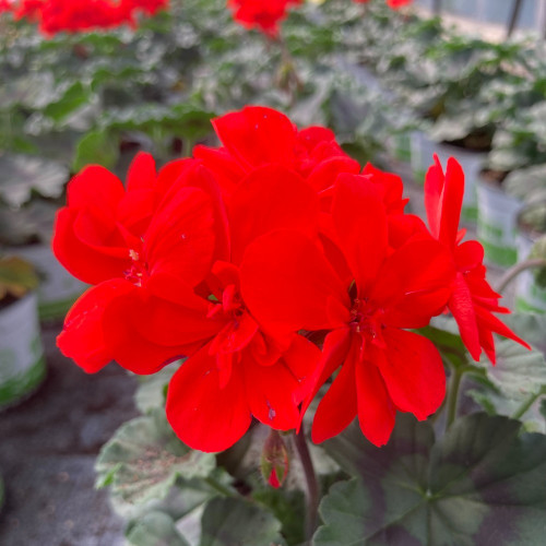 Geranium Zonal Americana Deep Red Fisrodark