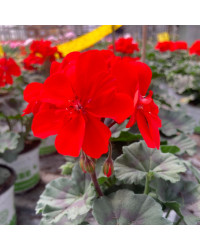 Geranium Zonal Americana Deep Red Fisrodark