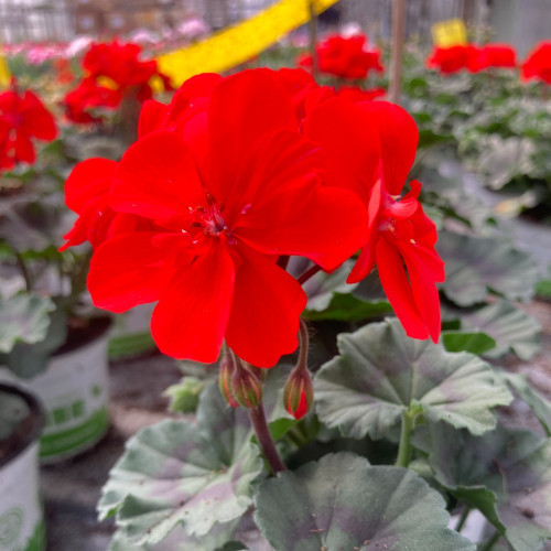 Geranium Zonal Americana Deep Red Fisrodark