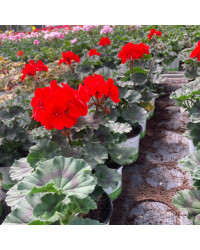 Geranium Zonal Americana Deep Red Fisrodark