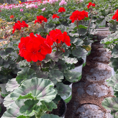 Geranium Zonal Americana Deep Red Fisrodark