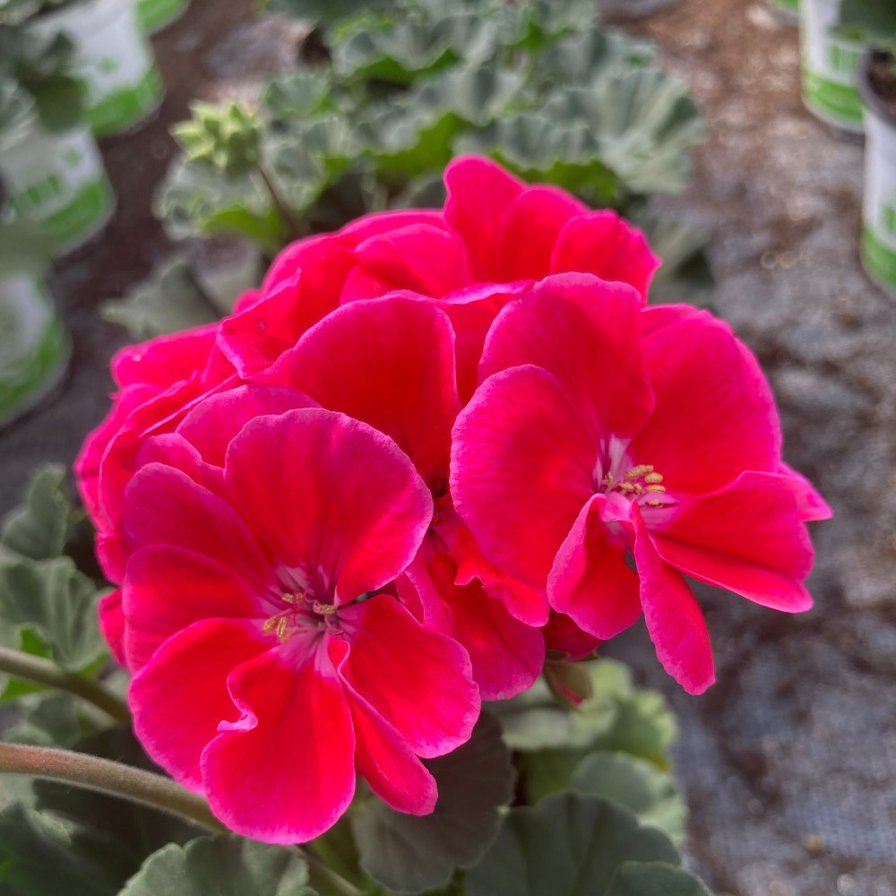 Geranium Zonal Toscana Tammo