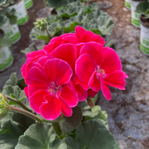 Geranium Zonal Toscana Tammo