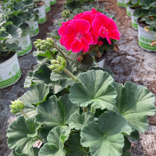 Geranium Zonal Toscana Tammo