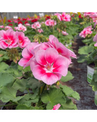 Geranium Zonal Spanish Wine Rose