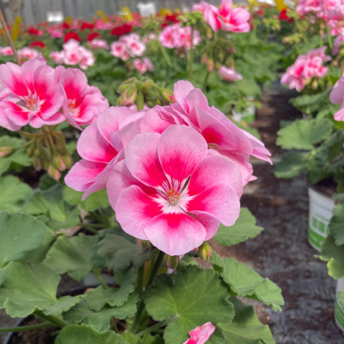 Geranium Zonal Spanish Wine Rose