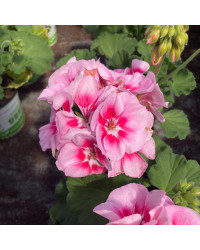 Geranium Zonal Spanish Wine Rose