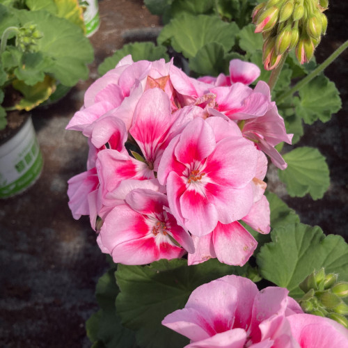 Geranium Zonal Spanish Wine Rose