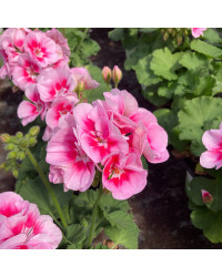 Geranium Zonal Spanish Wine Rose