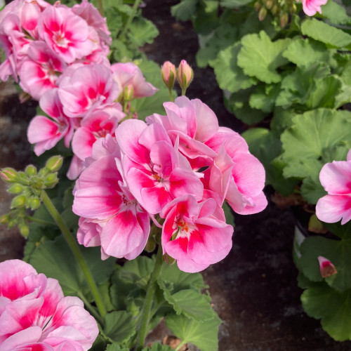 Geranium Zonal Spanish Wine Rose