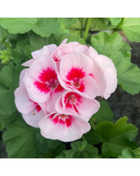 Geranium Zonal Americana White Splash