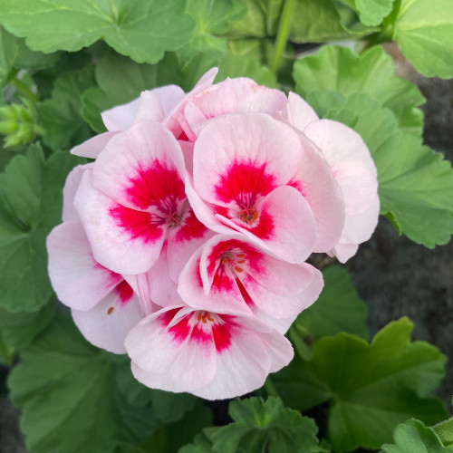 Geranium Zonal Americana White Splash