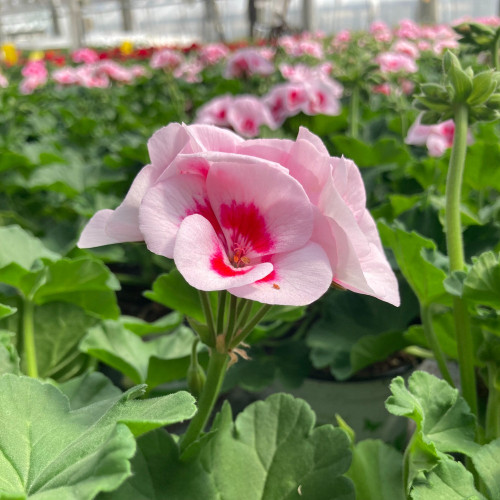 Geranium Zonal Americana White Splash