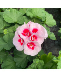 Geranium Zonal Americana White Splash