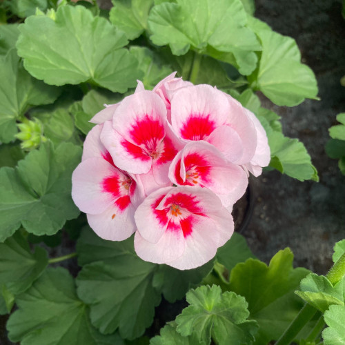 Geranium Zonal Americana White Splash