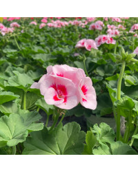 Geranium Zonal Americana White Splash