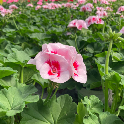 Geranium Zonal Americana White Splash