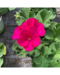 Geranium Zonal Toscana Hanna