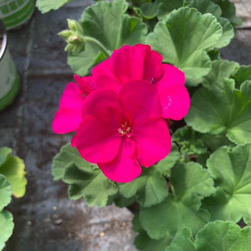 Geranium Zonal Toscana Hanna