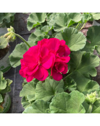 Geranium Zonal Toscana Hanna
