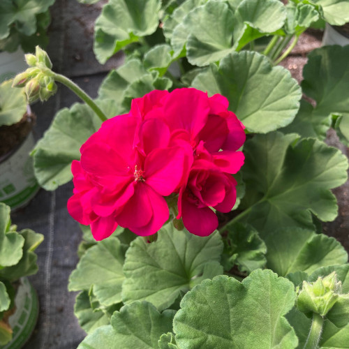 Geranium Zonal Toscana Hanna