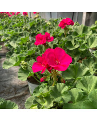 Geranium Zonal Toscana Hanna
