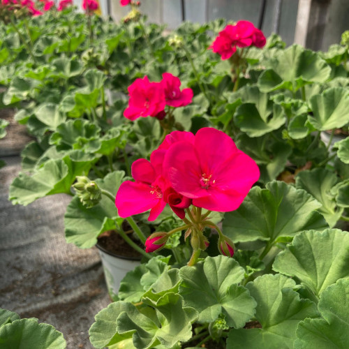 Geranium Zonal Toscana Hanna