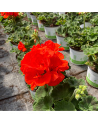 Geranium Zonal Anthony rouge