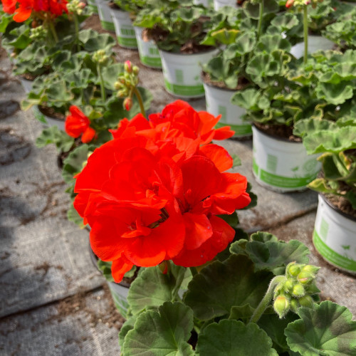 Geranium Zonal Anthony rouge