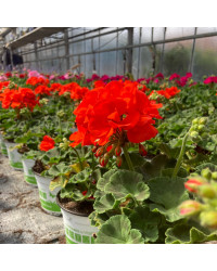 Geranium Zonal Anthony rouge