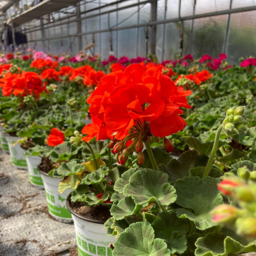 Geranium Zonal Anthony rouge