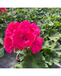 Geranium Zonal Toscana Hanna