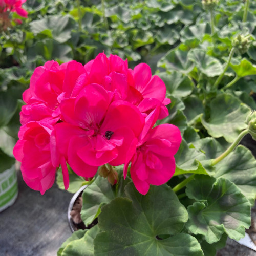 Geranium Zonal Toscana Hanna