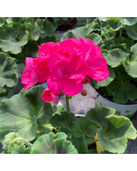 Geranium Zonal Toscana Hanna