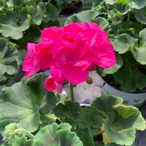 Geranium Zonal Toscana Hanna