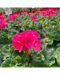 Geranium Zonal Toscana Hanna