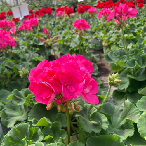 Geranium Zonal Toscana Hanna