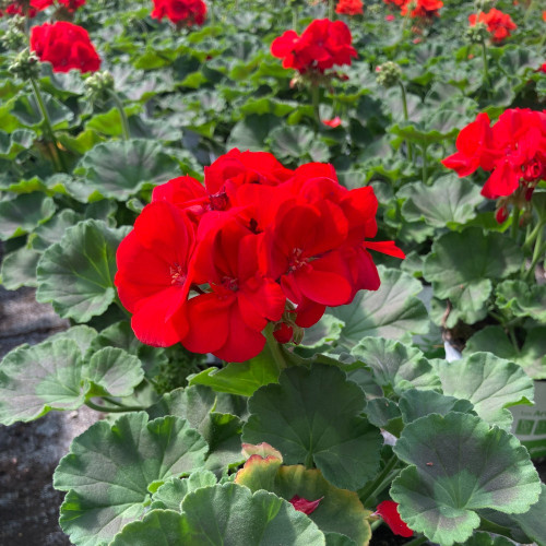 Geranium Zonal Toscana Senna