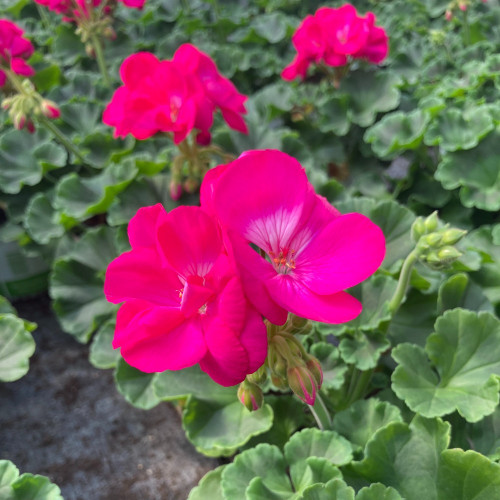 Geranium Zonal Summer Idols Cerise