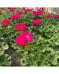 Geranium Zonal Summer Idols Cerise