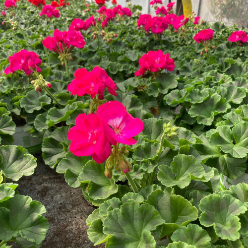 Geranium Zonal Summer Idols Cerise