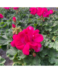 Geranium Zonal Summer Idols Cerise