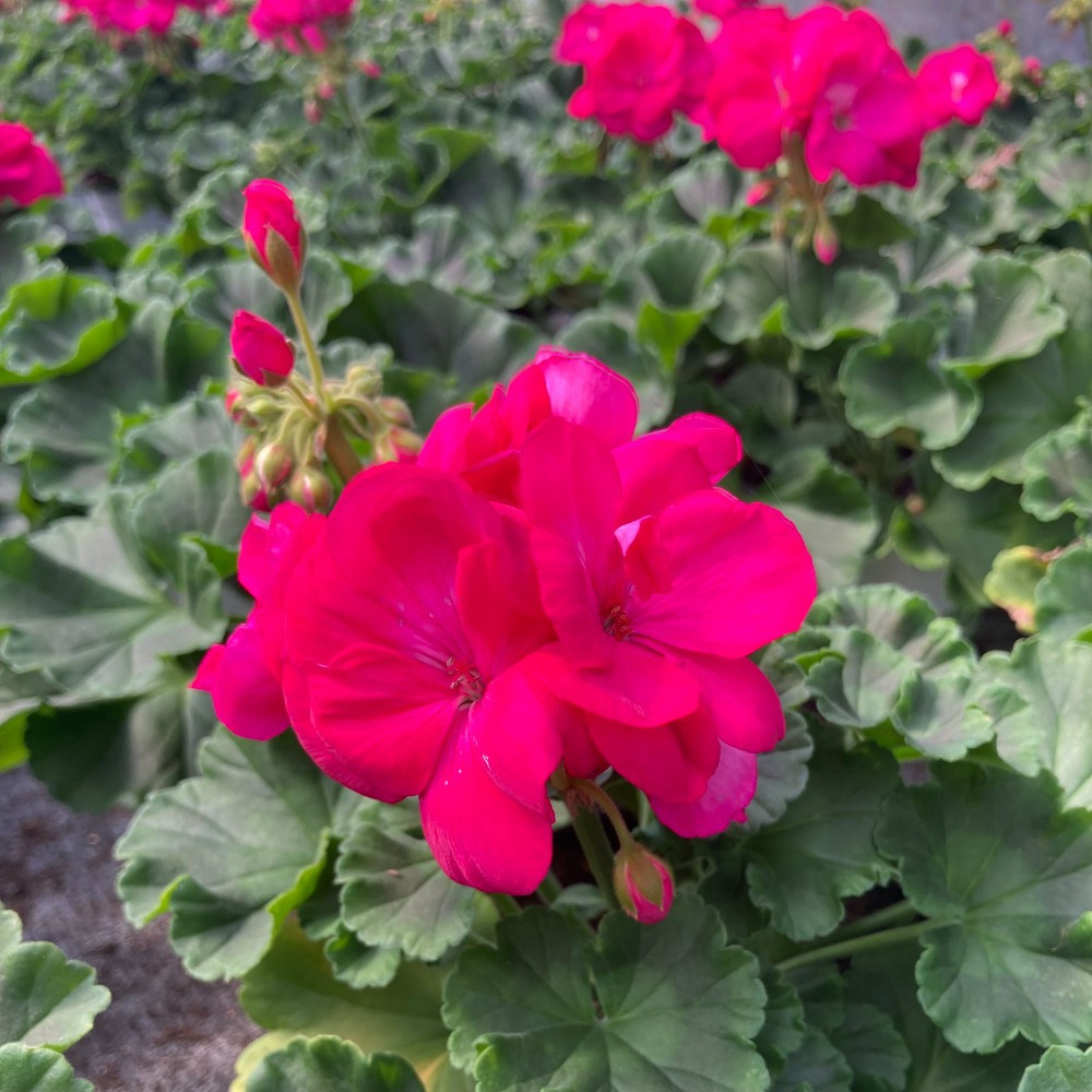 Geranium Zonal Summer Idols Cerise