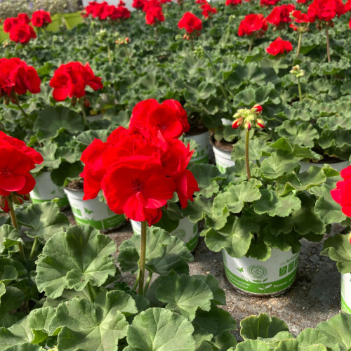 Geranium Zonal Sarita Dark Red