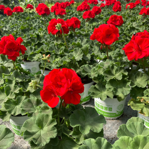 Geranium Zonal Sarita Dark Red