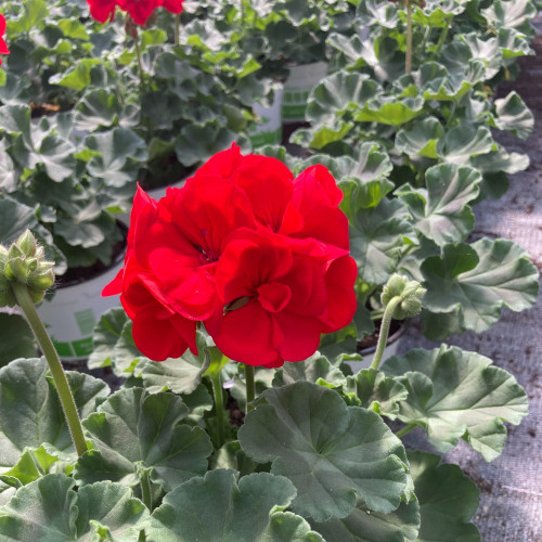 Geranium Zonal Sarita Dark Red