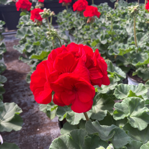 Geranium Zonal Sarita Dark Red