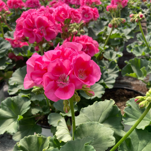 Geranium Zonal PinnacleCeline rose