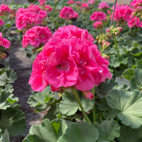 Geranium Zonal PinnacleCeline rose